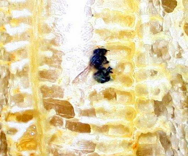 โหลน้ำผึ้งพร้อมรังแบบสำเร็จรูป