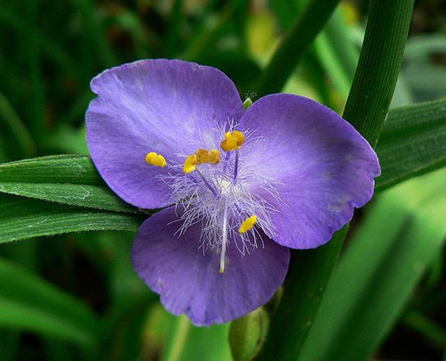 ดอกไม้สีโรแมนติก Spiderwort