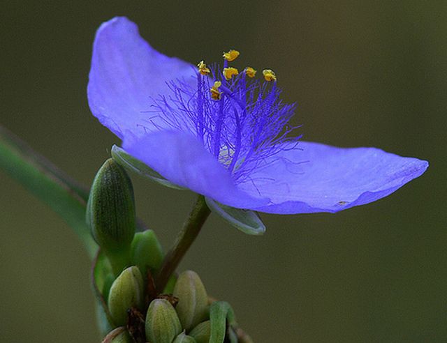 ดอกไม้สีโรแมนติก Spiderwort