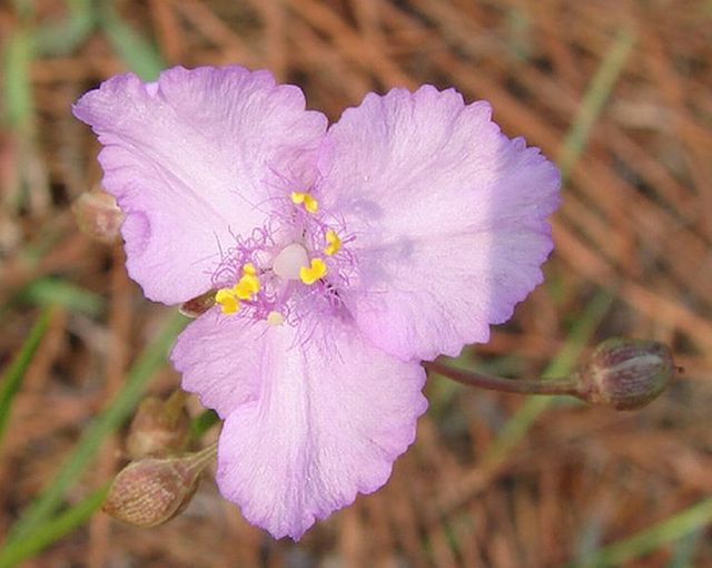 ดอกไม้สีโรแมนติก Spiderwort