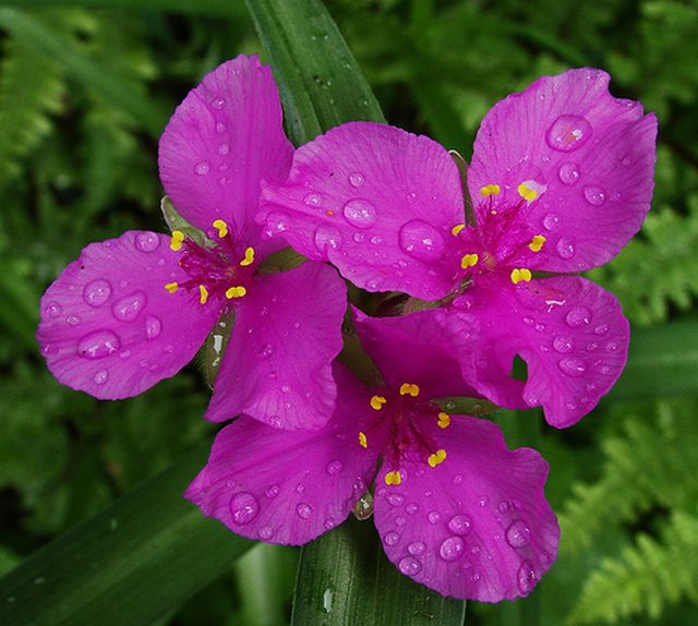 ดอกไม้สีโรแมนติก Spiderwort