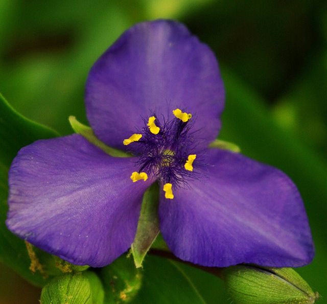 ดอกไม้สีโรแมนติก Spiderwort