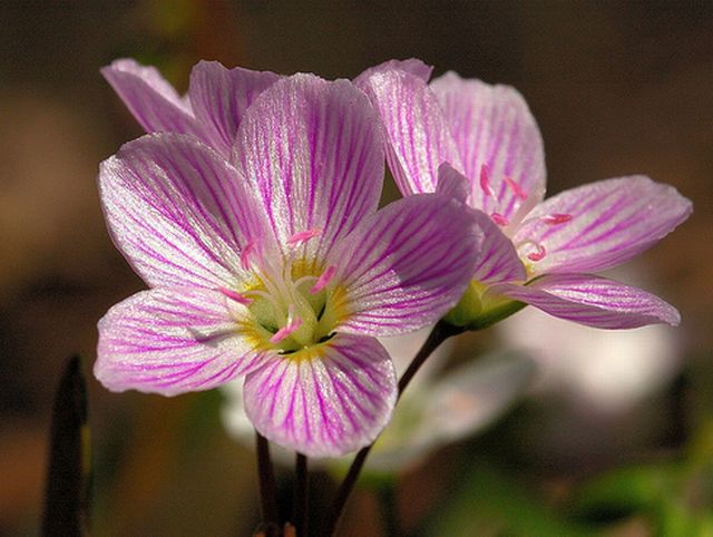 ดอก Claytonia