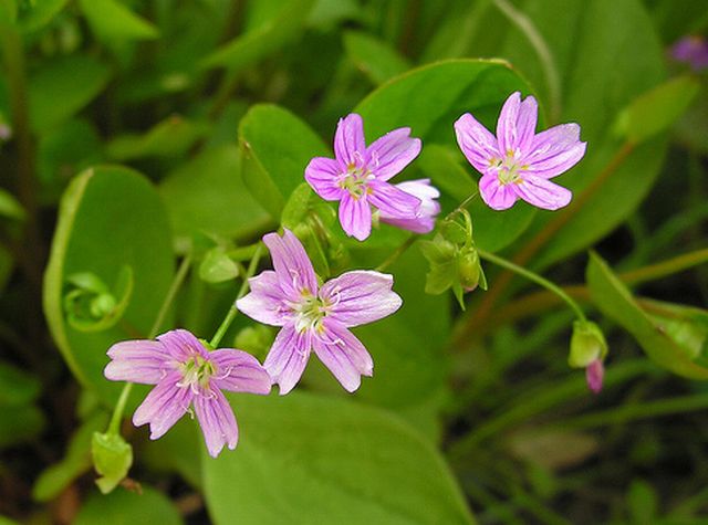 ดอก Claytonia