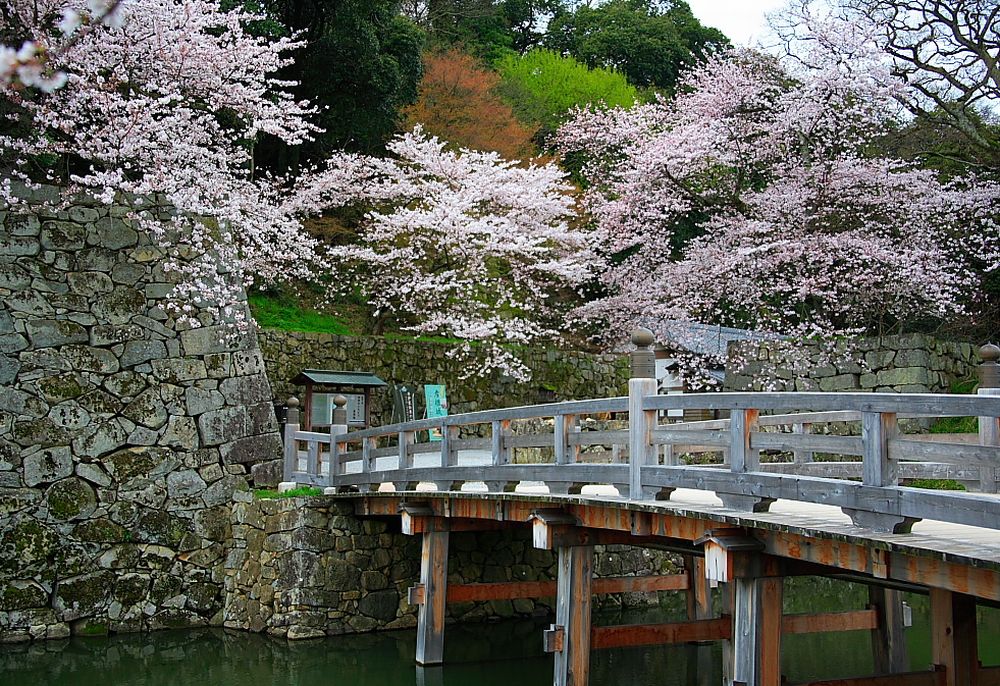 ปราสาท Hikone ในฤดูใบไม้ผลิ