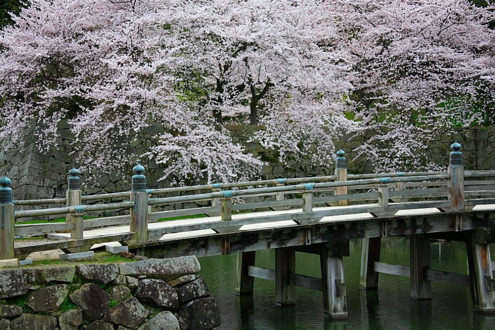 ปราสาท Hikone ในฤดูใบไม้ผลิ