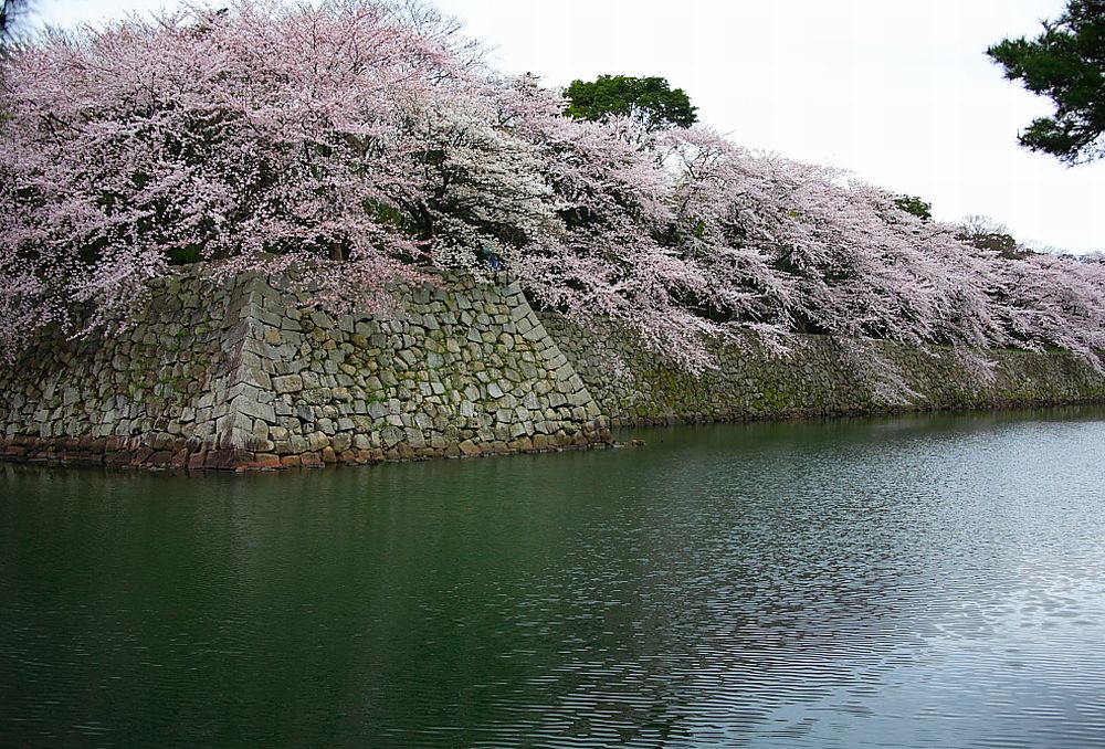 ปราสาท Hikone ในฤดูใบไม้ผลิ