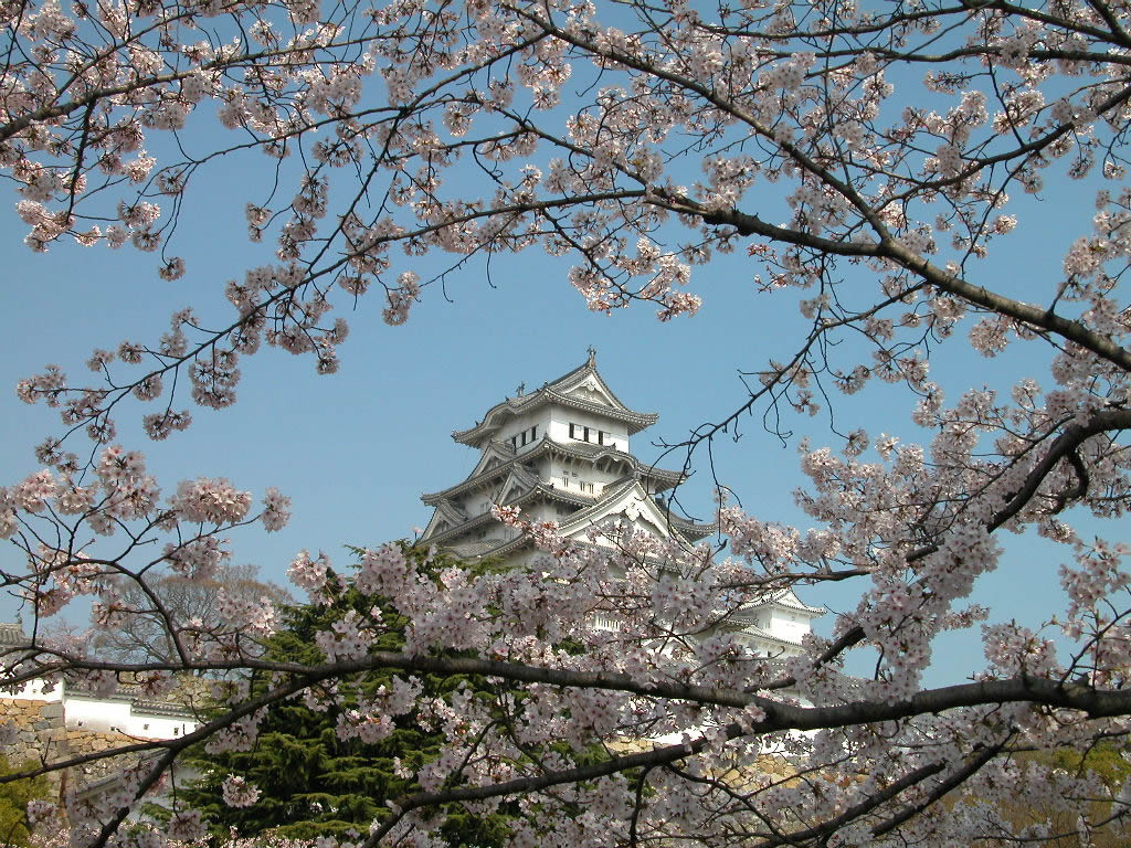 ดอกไม้บาน ณ Himeji Castle