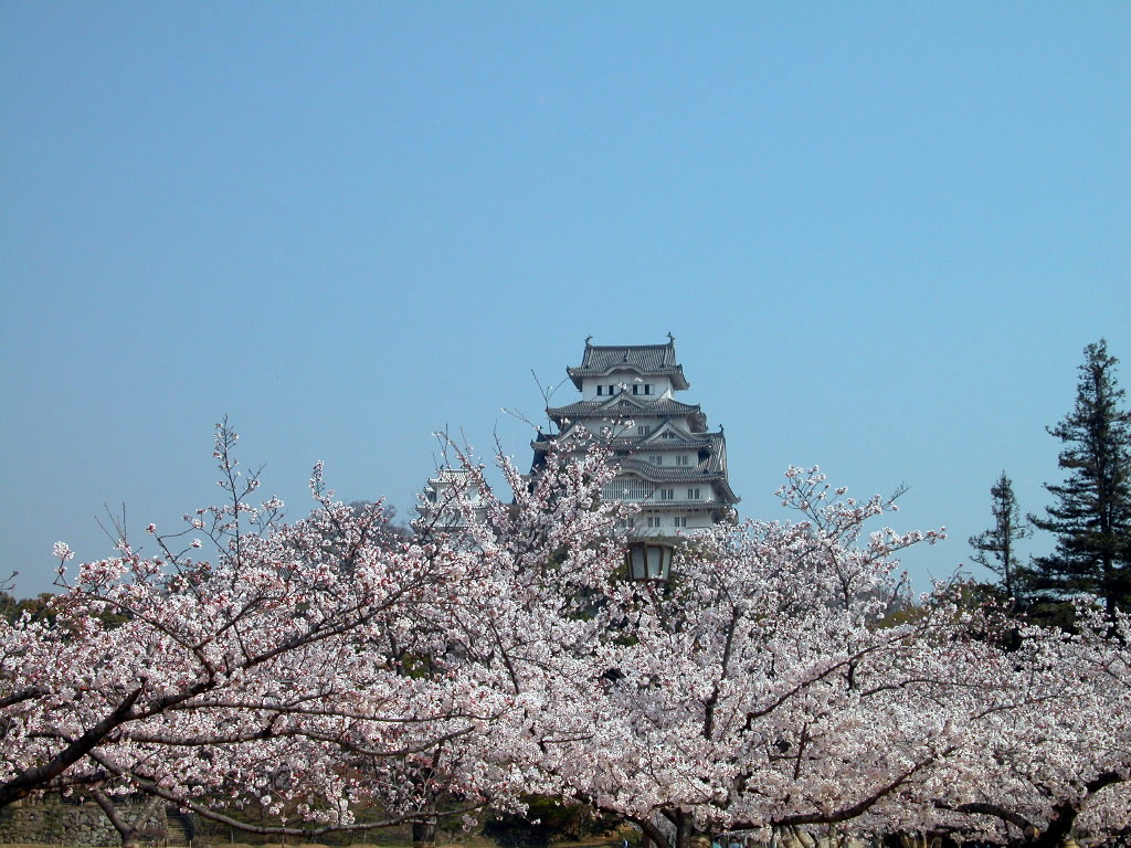 ดอกไม้บาน ณ Himeji Castle