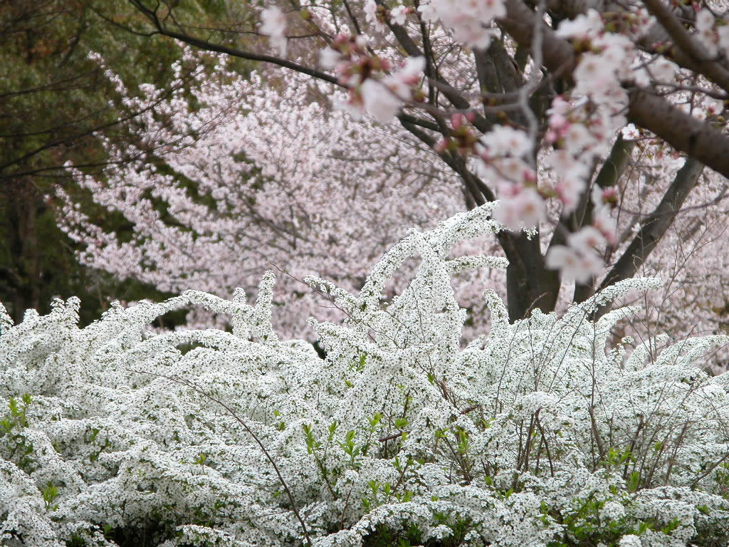 ดอกไม้บาน ณ Himeji Castle