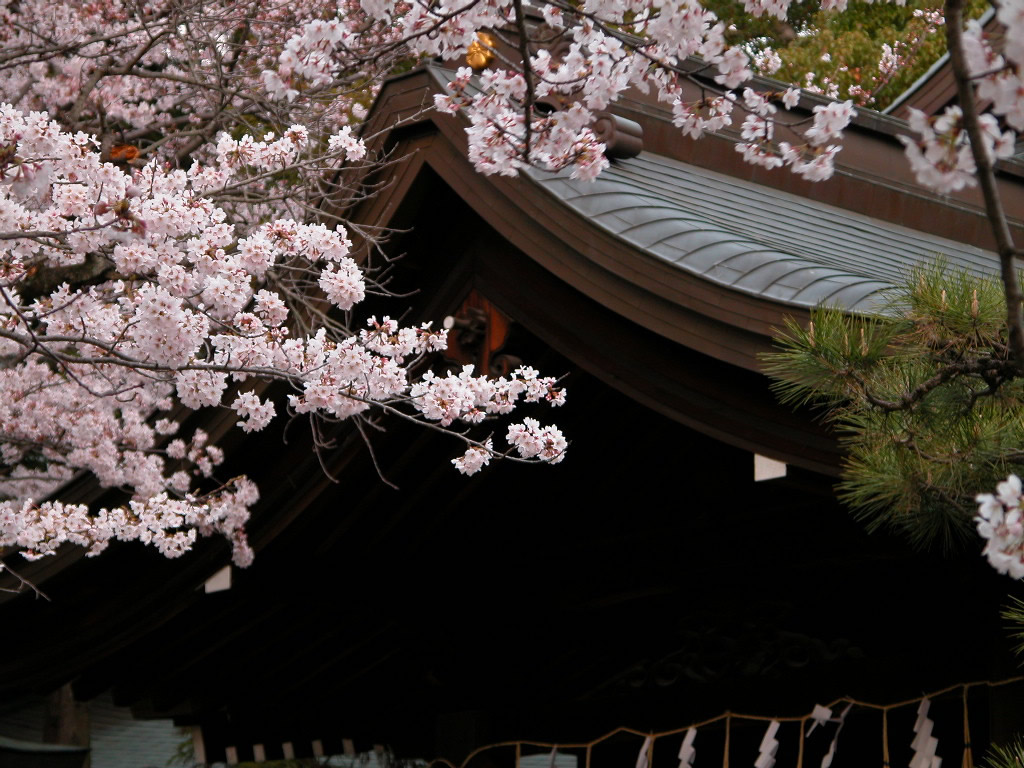 ดอกไม้บาน ณ Himeji Castle