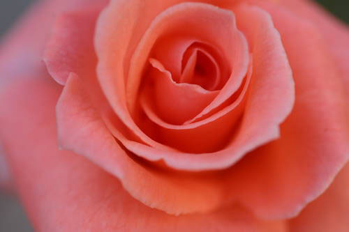 Roses:Symbol Of Indispensable Love .•°•.° ღღღ 2