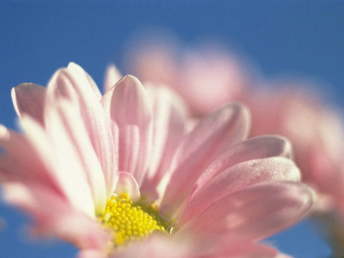 Macro Focus Flowers.•°•.° ღღღ 3