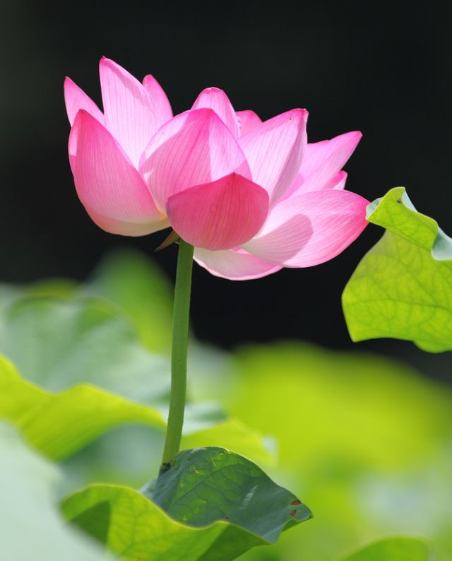 Pink Water Lily