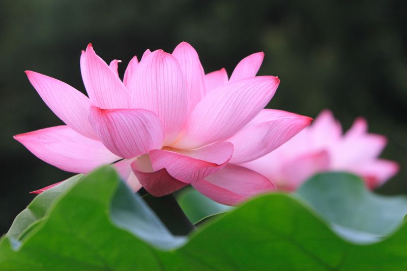 Pink Water Lily