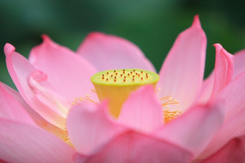 Pink Water Lily