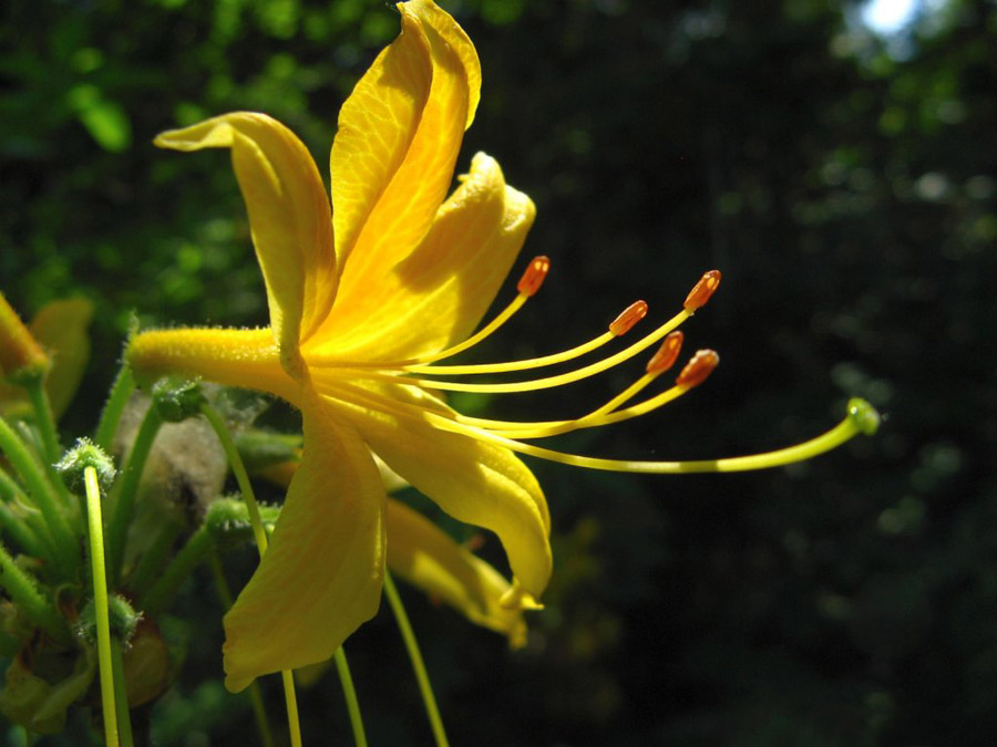 กุหลาบพันปี (Rhododendron) •°•.° ღღღ 