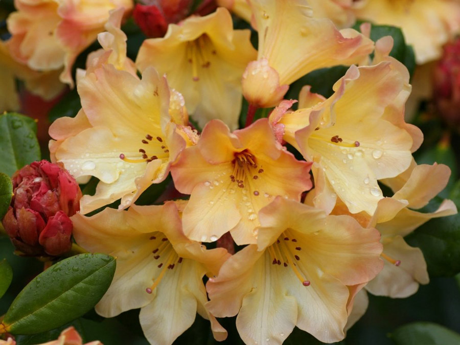 กุหลาบพันปี (Rhododendron) •°•.° ღღღ 
