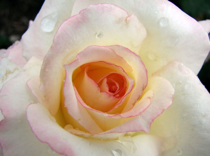 Rose Interior 2