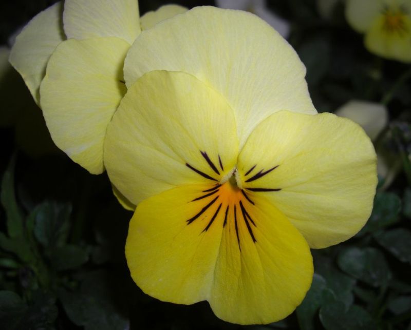 ดอกแพนซีหน้าแมว (Pansy) 1