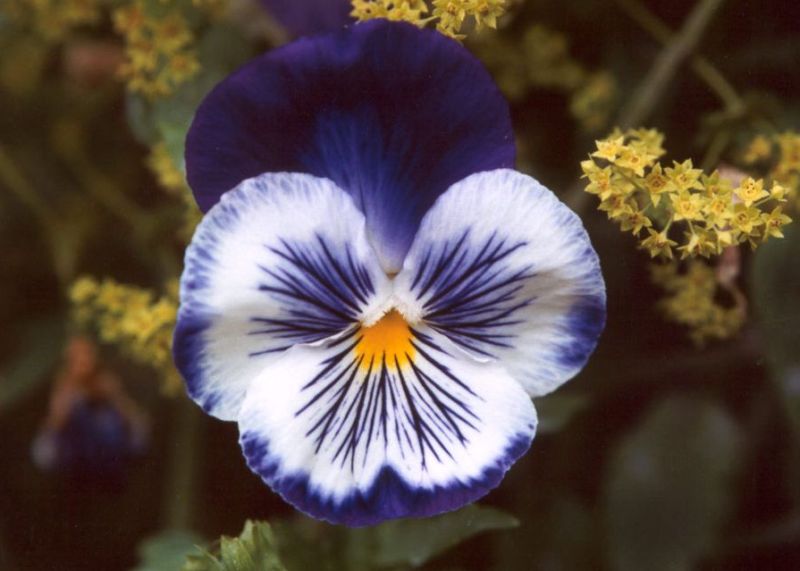 ดอกแพนซีหน้าแมว (Pansy) 1