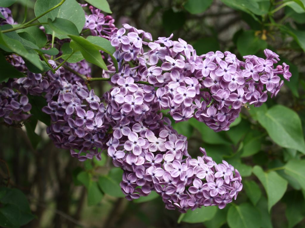 ดอกไลแลคสีม่วง จากสวนแบบญี่ปุ่น (Lilac)