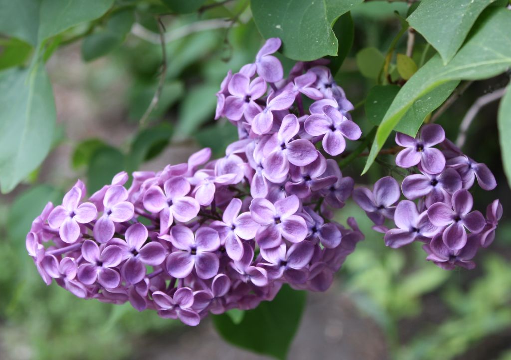 ดอกไลแลคสีม่วง จากสวนแบบญี่ปุ่น (Lilac)
