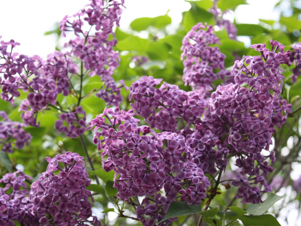 ดอกไลแลคสีม่วง จากสวนแบบญี่ปุ่น (Lilac)