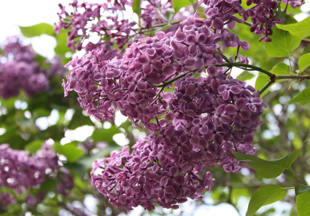 ดอกไลแลคสีม่วง จากสวนแบบญี่ปุ่น (Lilac)