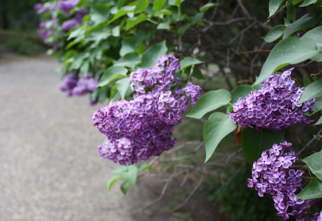 ดอกไลแลคสีม่วง จากสวนแบบญี่ปุ่น (Lilac)