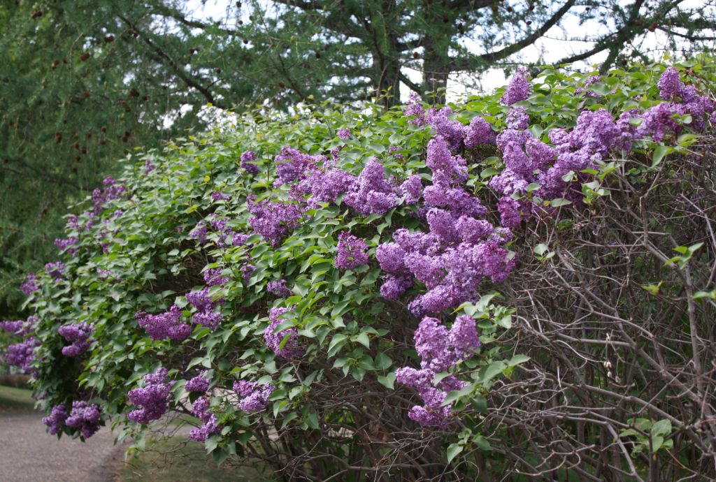 ดอกไลแลคสีม่วง จากสวนแบบญี่ปุ่น (Lilac)