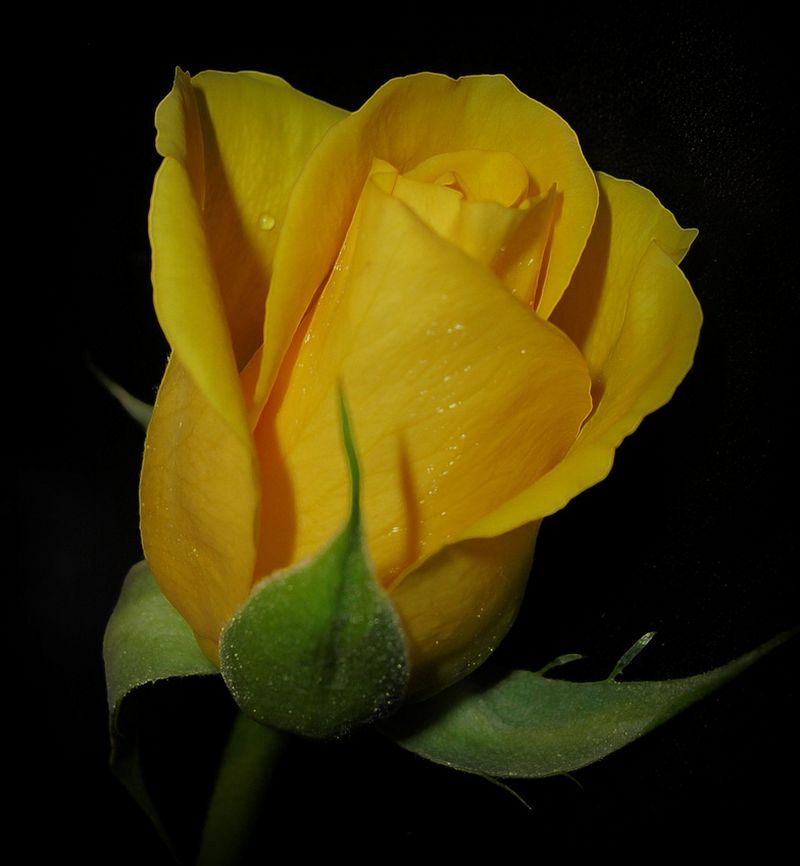 ดอกกุหลาบสีเหลือง....สำหรับคนเกิดวันพฤหัสบดี