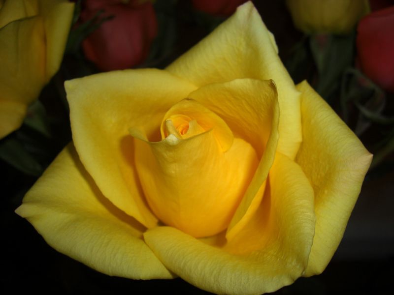 ดอกกุหลาบสีเหลือง....สำหรับคนเกิดวันพฤหัสบดี