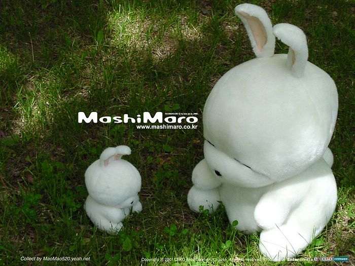 Mashimaro •°•.° ღღღ