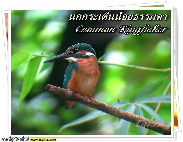 ♥ Bird in Thailand ..Vol.1♥