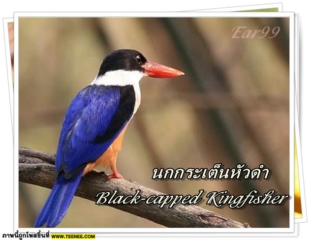 ♥ Bird in Thailand ..Vol.1♥