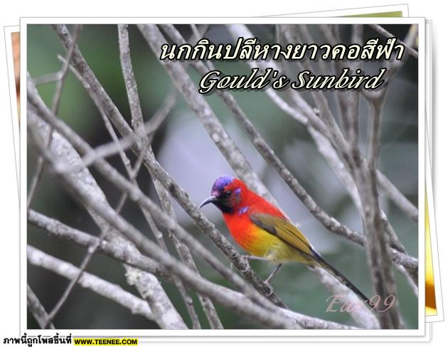 ♥ Bird in Thailand ..Vol.1♥