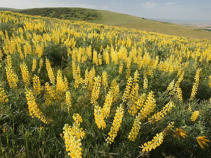 Yellow Lupine Emigrant Hill Oregon