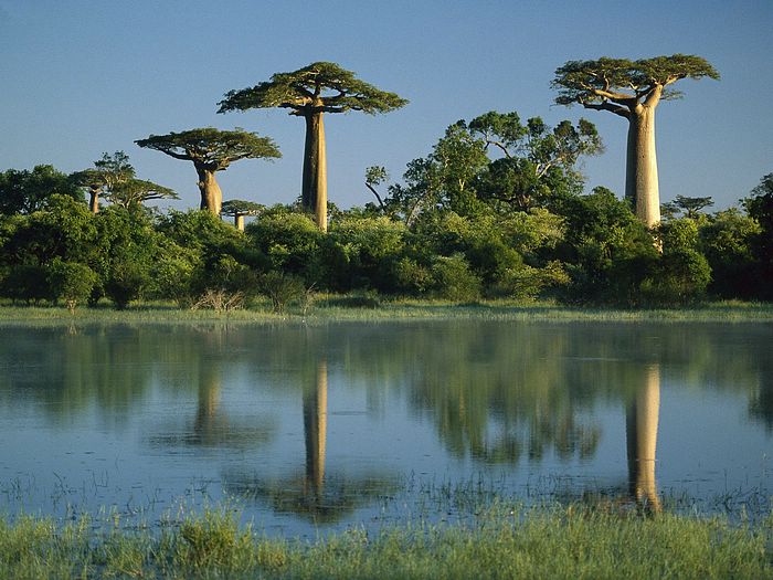 Baobab Trees Reflected in Wetlands, Morondava, Madagascar