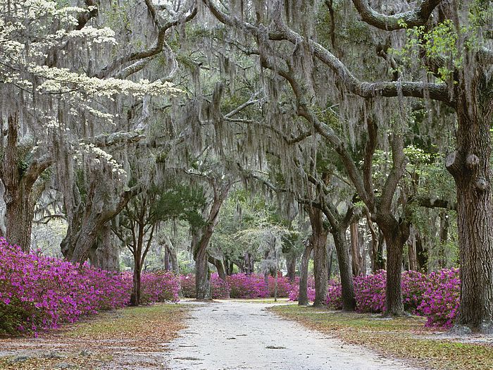 Springtime in Savannah Georgia