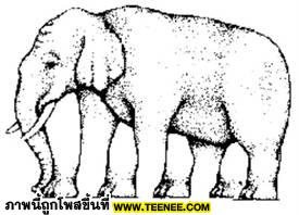 ช้างมีกี่ขาเอ่ย??