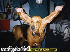หูสุนัขที่ยาวที่สุดในโลก : Tigger 34.9 เซนฯ 