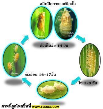 มันคือ...เพลี้ย