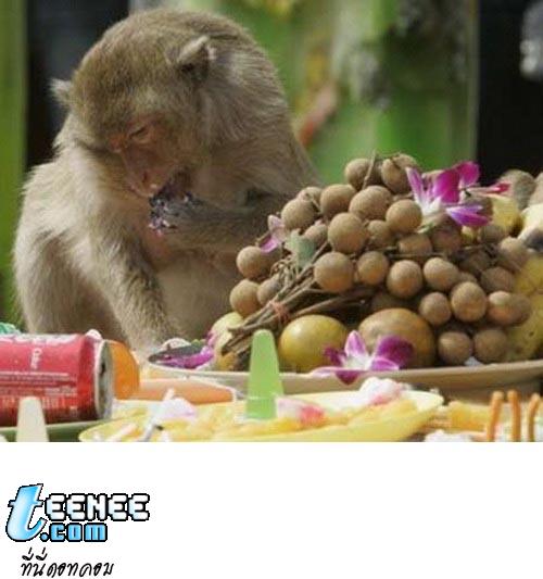 Monkey Buffet Festival, Bangkok, Thailand - Photo Courtesy © Richard Barrow 