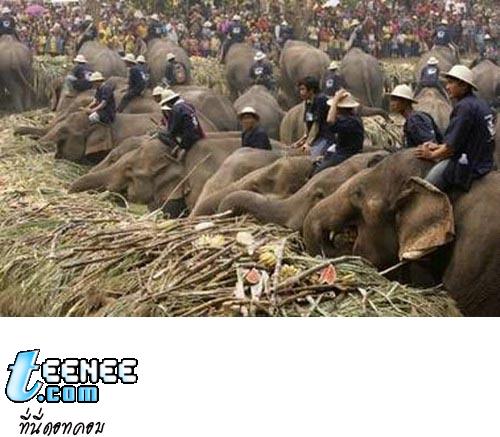 Thai Elephant Day, Thailand - Photo Courtesy © Richard Barrow