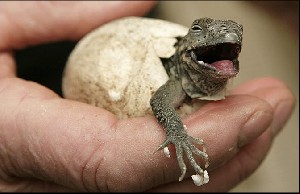 baby Iguana