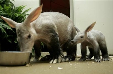 baby AArdvark