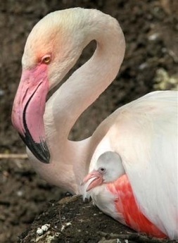 baby Flamingo