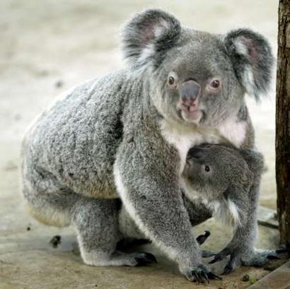 baby Koalas