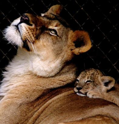 baby Lion